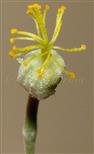  Pistil
